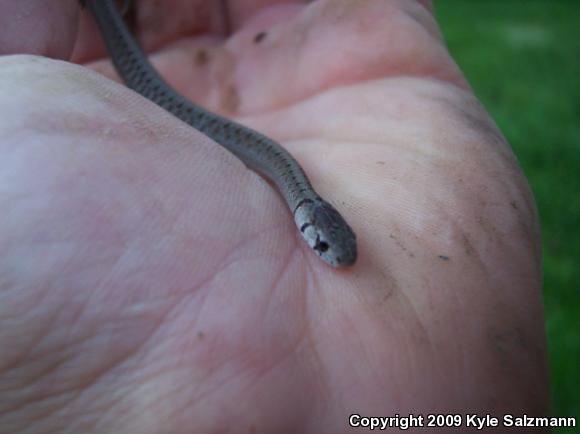 Dekay's Brownsnake (Storeria dekayi)