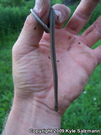 Dekay's Brownsnake (Storeria dekayi)