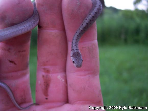 Dekay's Brownsnake (Storeria dekayi)