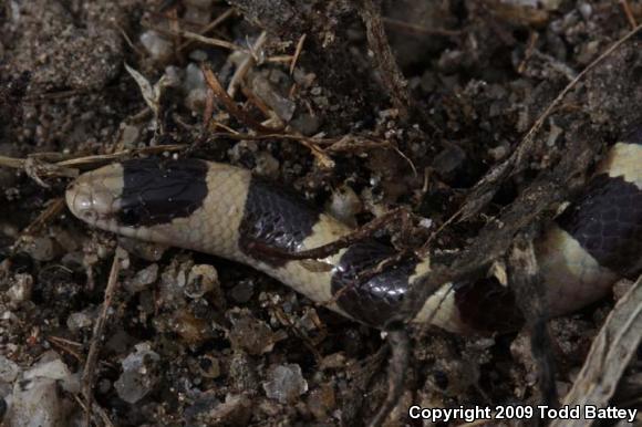 Mojave Shovel-nosed Snake (Chionactis occipitalis occipitalis)