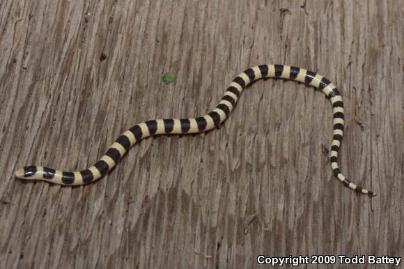 Mojave Shovel-nosed Snake (Chionactis occipitalis occipitalis)