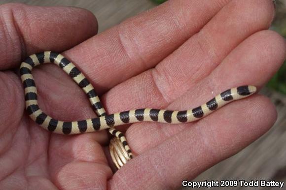 Mojave Shovel-nosed Snake (Chionactis occipitalis occipitalis)