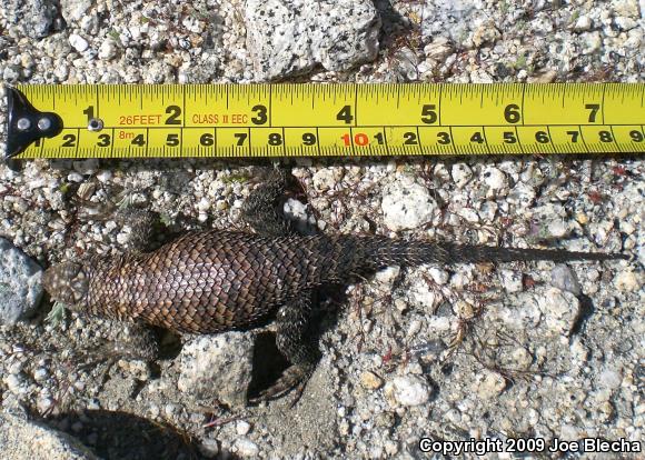 Granite Spiny Lizard (Sceloporus orcutti)