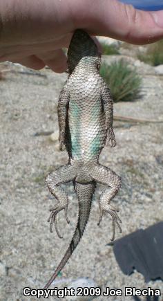 Granite Spiny Lizard (Sceloporus orcutti)