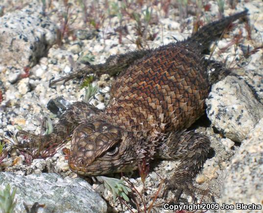 Granite Spiny Lizard (Sceloporus orcutti)