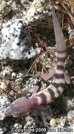 San Diego Banded Gecko (Coleonyx variegatus abbotti)