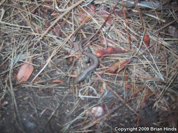 San Diego Alligator Lizard (Elgaria multicarinata webbii)