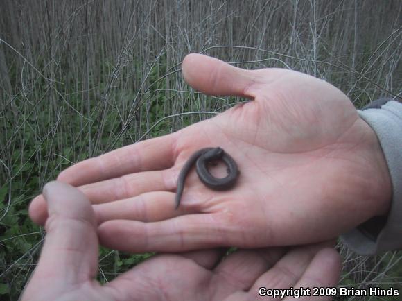 Black-bellied Slender Salamander (Batrachoseps nigriventris)