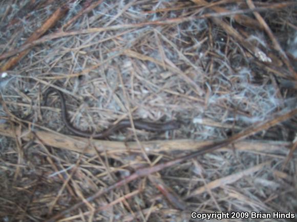 Black-bellied Slender Salamander (Batrachoseps nigriventris)