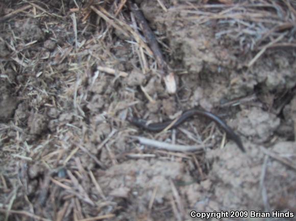 Black-bellied Slender Salamander (Batrachoseps nigriventris)