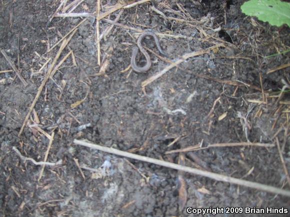 Black-bellied Slender Salamander (Batrachoseps nigriventris)