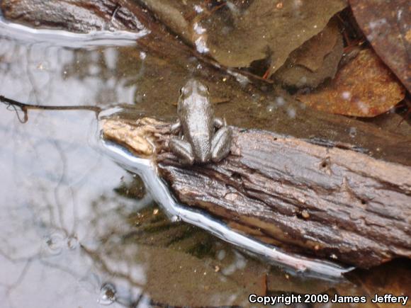 American Bullfrog (Lithobates catesbeianus)