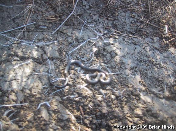 San Bernardino Ring-necked Snake (Diadophis punctatus modestus)