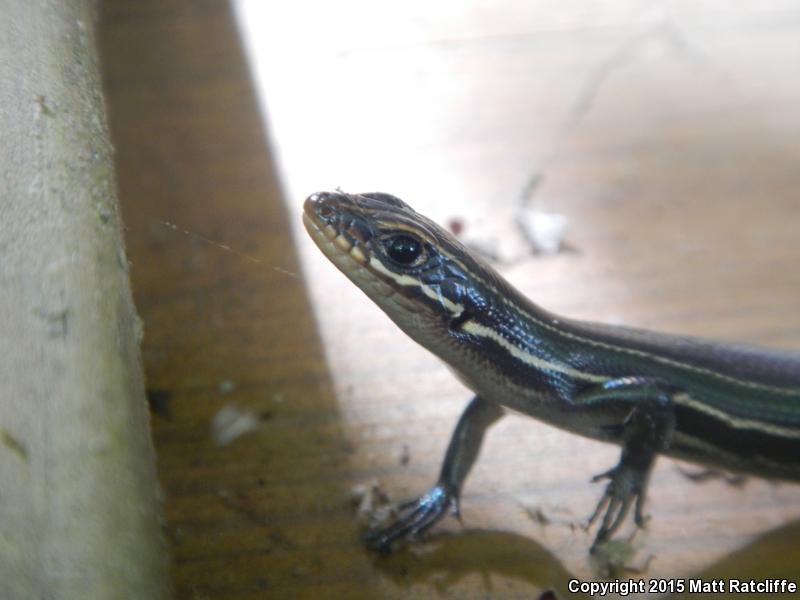 Southeastern Five-lined Skink (Plestiodon inexpectatus)