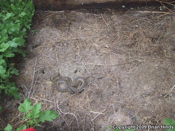 San Diego Gopher Snake (Pituophis catenifer annectens)