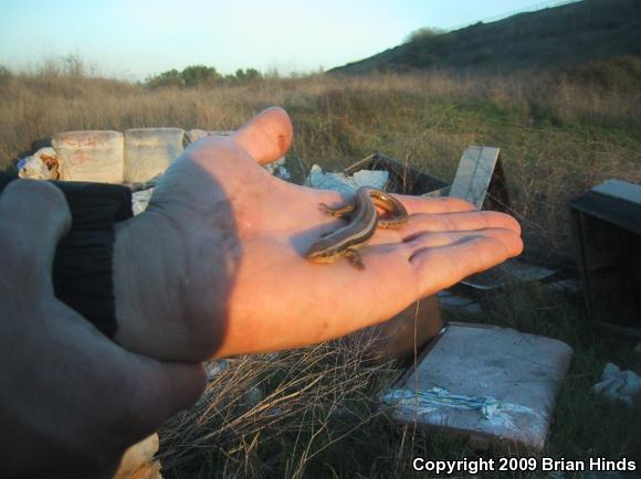 Western Skink (Plestiodon skiltonianus skiltonianus)