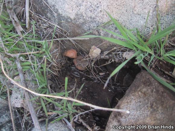 San Diego Ring-necked Snake (Diadophis punctatus similis)