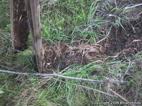 Western Skink (Plestiodon skiltonianus skiltonianus)