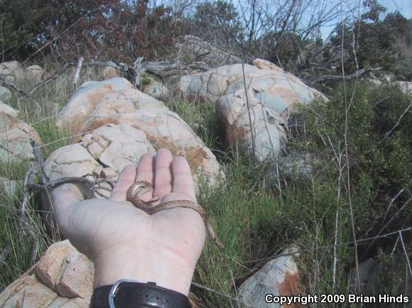 San Diego Nightsnake (Hypsiglena ochrorhyncha klauberi)