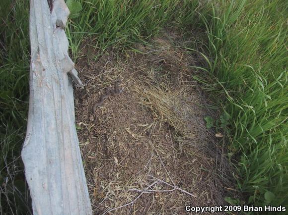 San Diego Gopher Snake (Pituophis catenifer annectens)