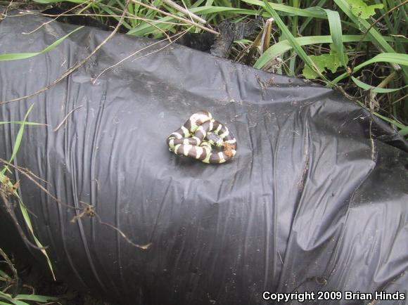 California Kingsnake (Lampropeltis getula californiae)