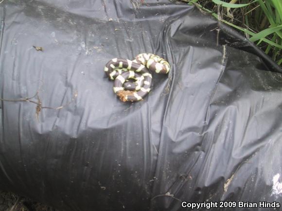 California Kingsnake (Lampropeltis getula californiae)