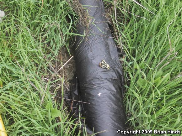 California Kingsnake (Lampropeltis getula californiae)