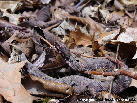 Western Cottonmouth (Agkistrodon piscivorus leucostoma)