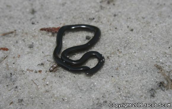 Brahminy Blindsnake (Ramphotyphlops braminus)