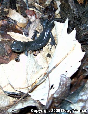 Jefferson Salamander (Ambystoma jeffersonianum)