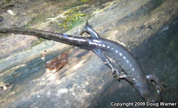 Jefferson Salamander (Ambystoma jeffersonianum)