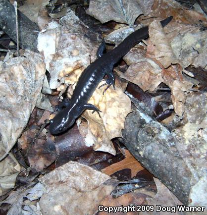 Jefferson Salamander (Ambystoma jeffersonianum)