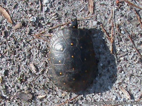 Spotted Turtle (Clemmys guttata)