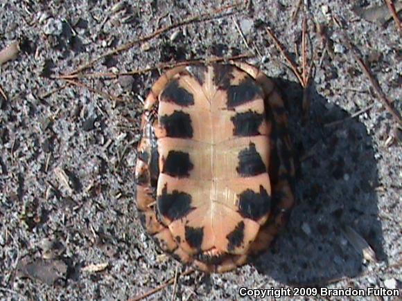 Spotted Turtle (Clemmys guttata)