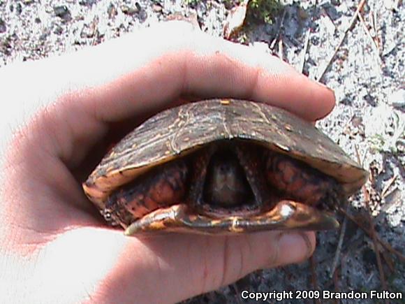 Spotted Turtle (Clemmys guttata)