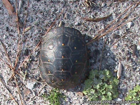 Spotted Turtle (Clemmys guttata)