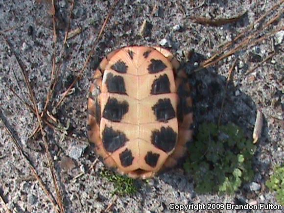 Spotted Turtle (Clemmys guttata)