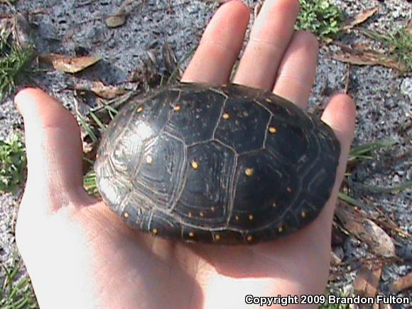 Spotted Turtle (Clemmys guttata)