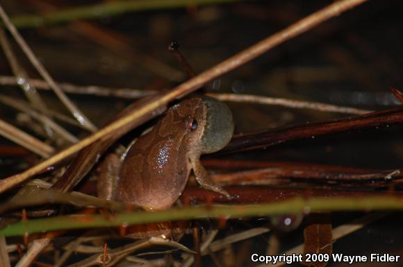 Northern Spring Peeper (Pseudacris crucifer crucifer)