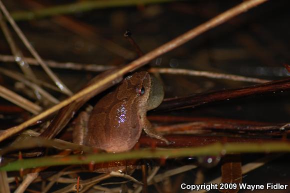 Northern Spring Peeper (Pseudacris crucifer crucifer)