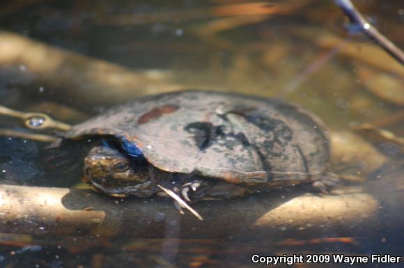 Eastern Mud Turtle (Kinosternon subrubrum subrubrum)