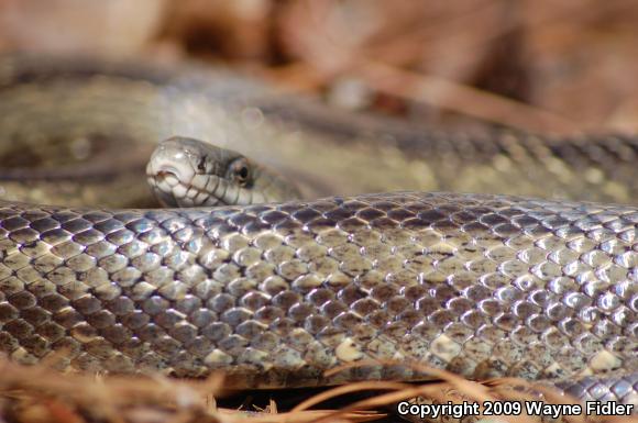 Yellow Ratsnake (Pantherophis obsoletus quadrivittatus)