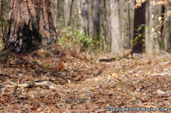 Yellow Ratsnake (Pantherophis obsoletus quadrivittatus)