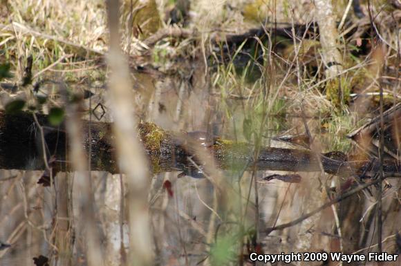 Spotted Turtle (Clemmys guttata)