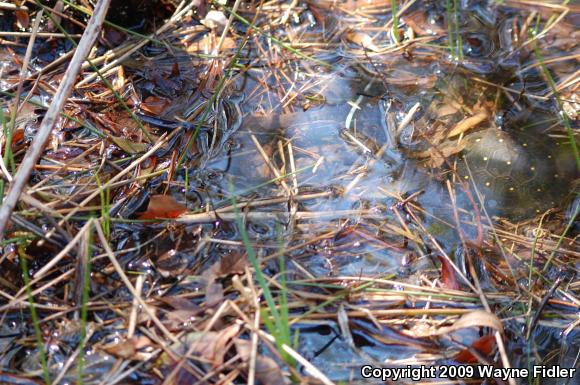 Spotted Turtle (Clemmys guttata)