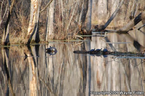 Yellow-bellied Slider (Trachemys scripta scripta)