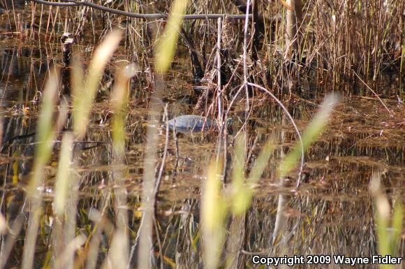 Yellow-bellied Slider (Trachemys scripta scripta)