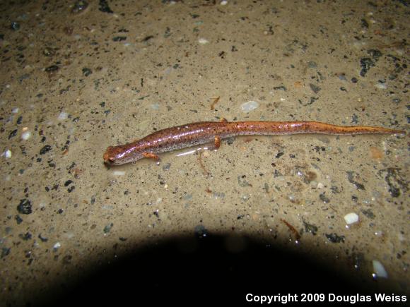 Four-toed Salamander (Hemidactylium scutatum)