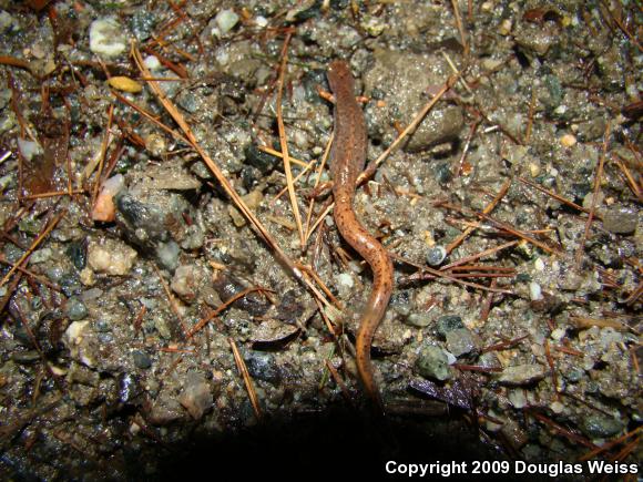 Four-toed Salamander (Hemidactylium scutatum)