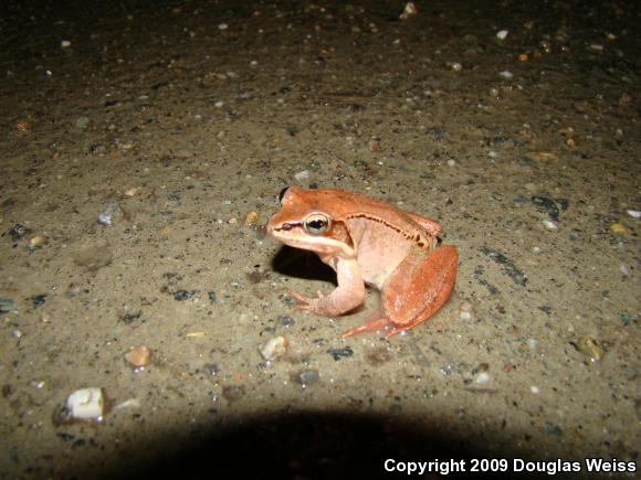 Wood Frog (Lithobates sylvaticus)